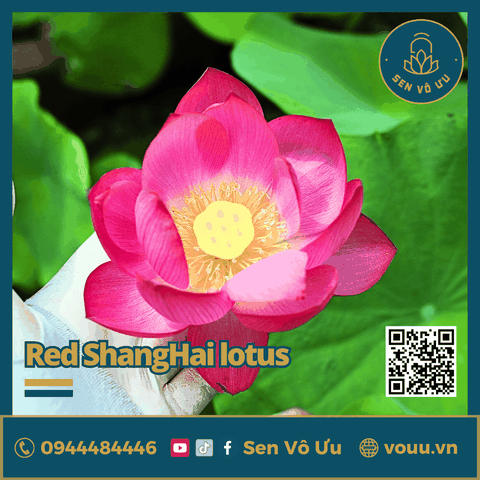 Giống sen Red Shanghai lotus | Sen Vô Ưu
