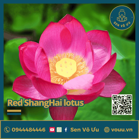 Giống sen Red Shanghai lotus | Sen Vô Ưu