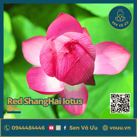 Giống sen Red Shanghai lotus | Sen Vô Ưu