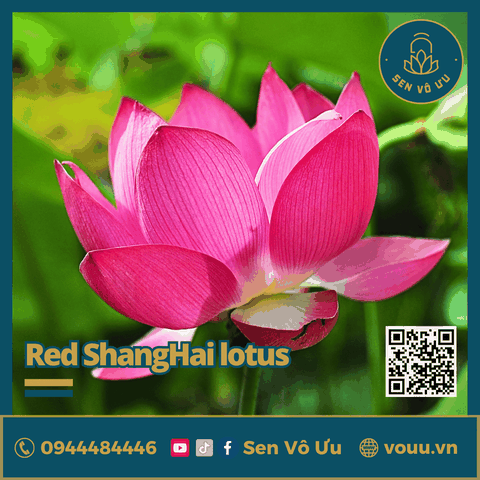 Giống sen Red Shanghai lotus | Sen Vô Ưu