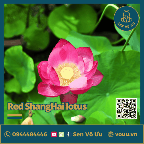 Giống sen Red Shanghai lotus | Sen Vô Ưu