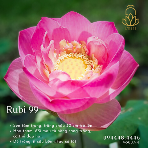 Củ giống Rubi 99