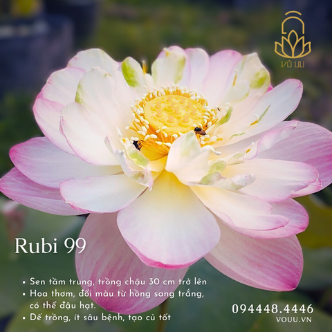 Củ giống Rubi 99