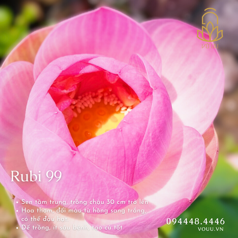Củ giống Rubi 99