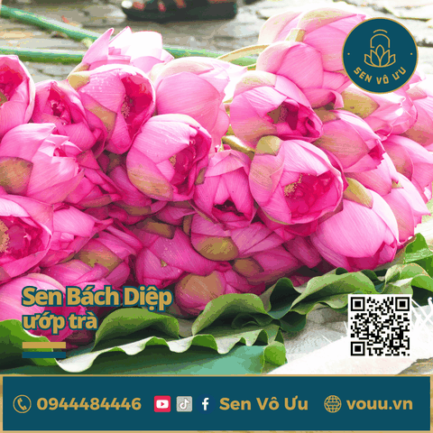 Hoa sen Bách diệp Hồ Tây làm trà | Sen Vô Ưu