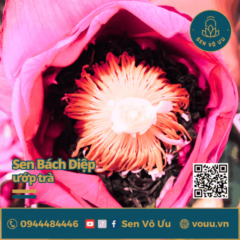 Hoa sen Bách diệp Hồ Tây làm trà | Sen Vô Ưu