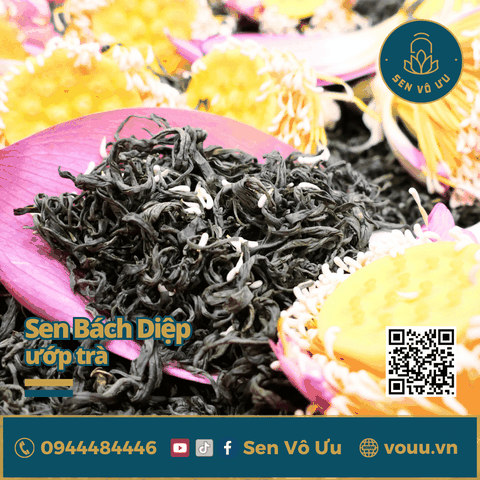 Hoa sen Bách diệp Hồ Tây làm trà | Sen Vô Ưu