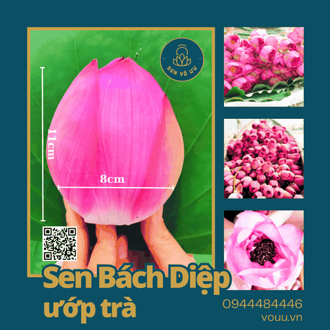 Hoa sen Bách diệp Hồ Tây làm trà | Sen Vô Ưu