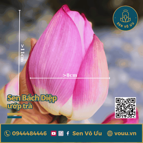 Hoa sen Bách diệp Hồ Tây làm trà | Sen Vô Ưu