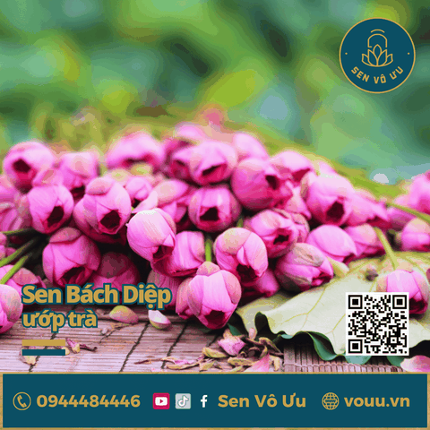 Hoa sen Bách diệp Hồ Tây làm trà | Sen Vô Ưu