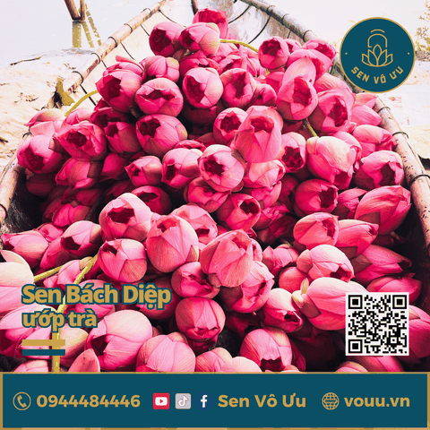 Hoa sen Bách diệp Hồ Tây làm trà | Sen Vô Ưu