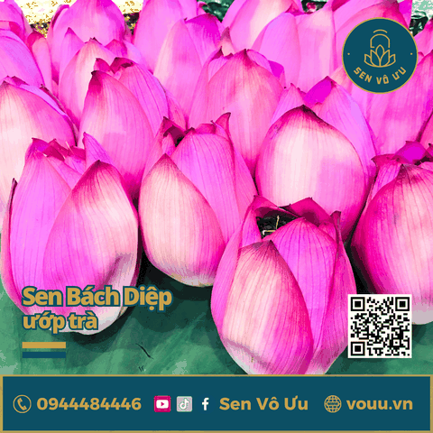 Hoa sen Bách diệp Hồ Tây làm trà | Sen Vô Ưu