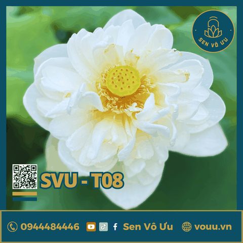 Snow White lotus | Sen Vô Ưu