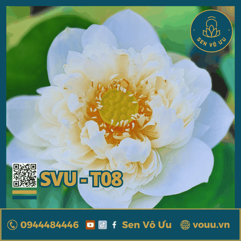 Snow White lotus | Sen Vô Ưu