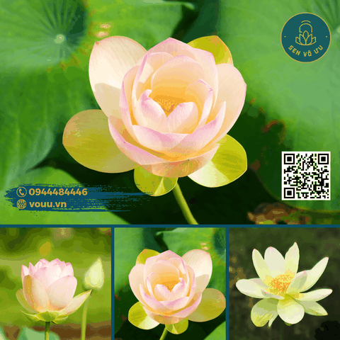 Củ giống Sen Bỉ Ngạn - Ai Jiangnan lotus | Sen Vô Ưu