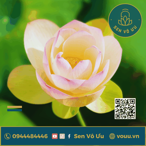 Củ giống Sen Bỉ Ngạn - Ai Jiangnan lotus | Sen Vô Ưu