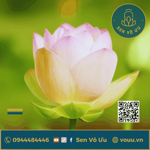 Củ giống Sen Bỉ Ngạn - Ai Jiangnan lotus | Sen Vô Ưu