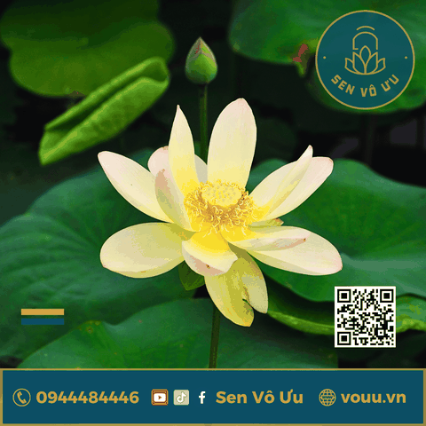 Củ giống Sen Bỉ Ngạn - Ai Jiangnan lotus | Sen Vô Ưu