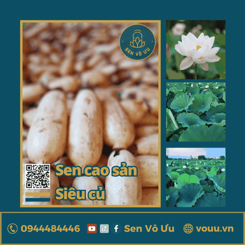 Giống sen cao sản siêu củ | Sen Vô Ưu