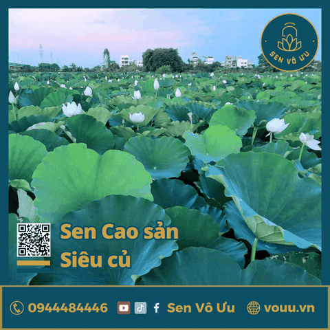 Giống sen cao sản siêu củ | Sen Vô Ưu