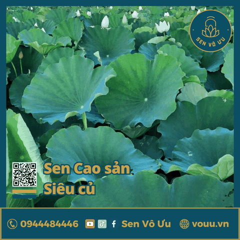 Giống sen cao sản siêu củ | Sen Vô Ưu