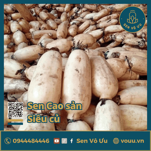 Giống sen cao sản siêu củ | Sen Vô Ưu