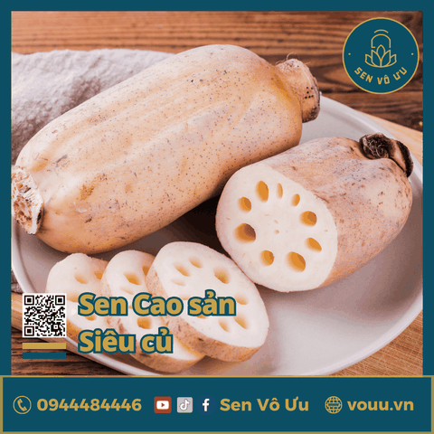 Giống sen cao sản siêu củ | Sen Vô Ưu