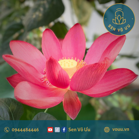 Củ giống Red Beijing