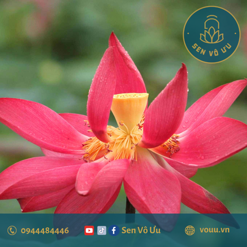 Củ giống Red Beijing