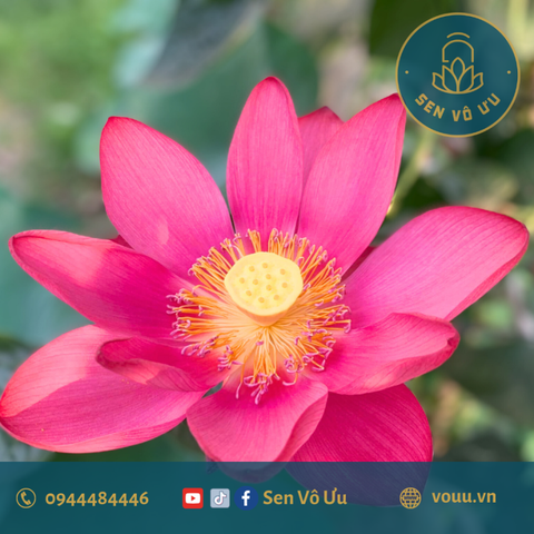 Củ giống Red Beijing