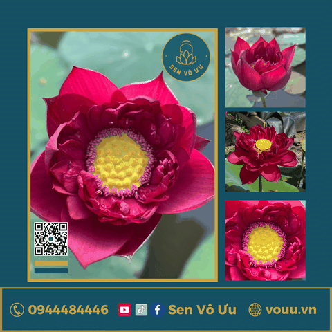 Sen đỏ MoHong | Sen Vô Ưu