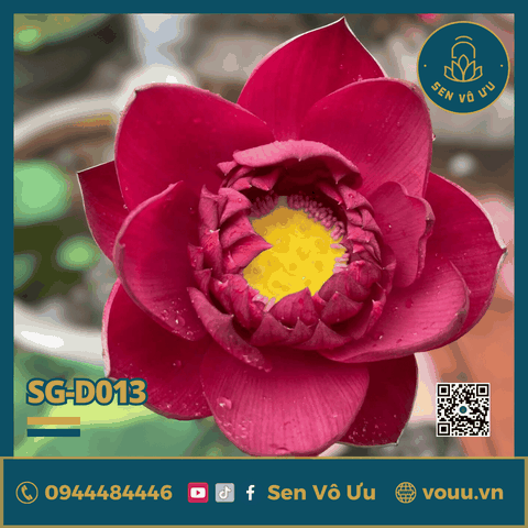 Sen đỏ MoHong | Sen Vô Ưu