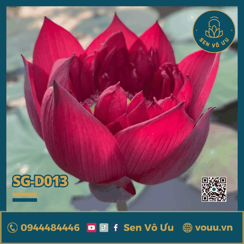 Sen đỏ MoHong | Sen Vô Ưu