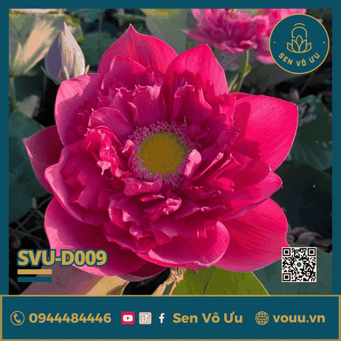 Giống sen đỏ Red Philips lotus | Sen Vô Ưu