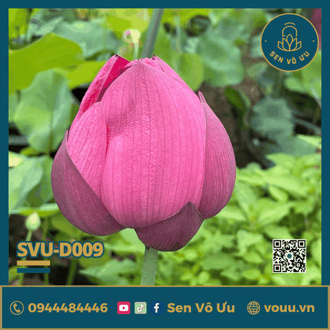 Giống sen đỏ Red Philips lotus | Sen Vô Ưu