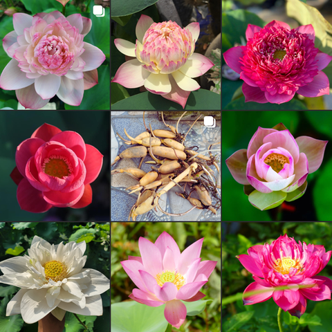 Giống sen ngẫu nhiên | Sen Vô Ưu