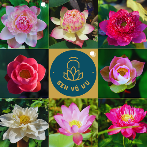 Giống sen ngẫu nhiên | Sen Vô Ưu