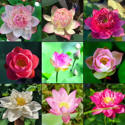 Hạt sen giống ngẫu nhiên | Sen Vô Ưu