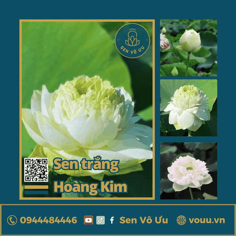 Giống sen trắng Hoàng kim | Sen Vô Ưu