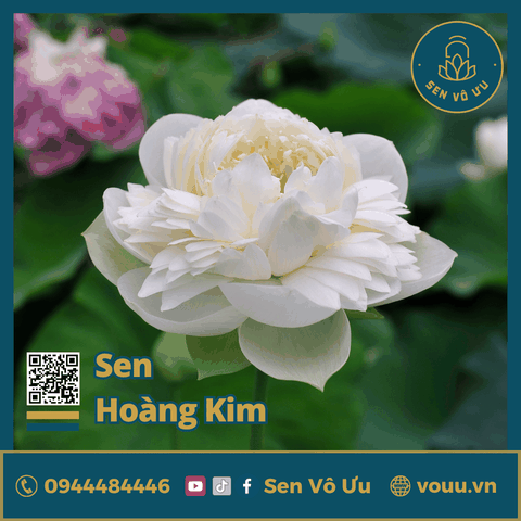 Giống sen trắng Hoàng kim | Sen Vô Ưu