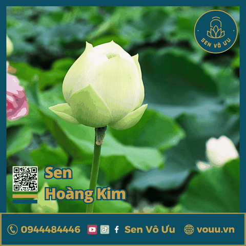 Giống sen trắng Hoàng kim | Sen Vô Ưu
