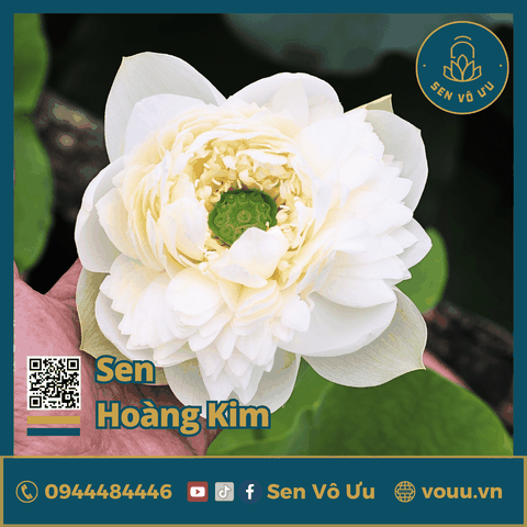Giống sen trắng Hoàng kim | Sen Vô Ưu