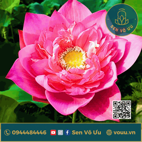 Củ giống sen Hồng Hạc | Sen Vô Ưu