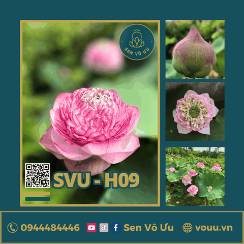 Giống sen Juwaba | Sen Vô Ưu