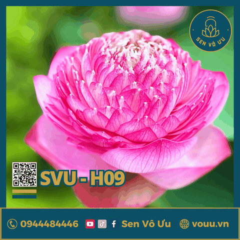 Giống sen Juwaba | Sen Vô Ưu