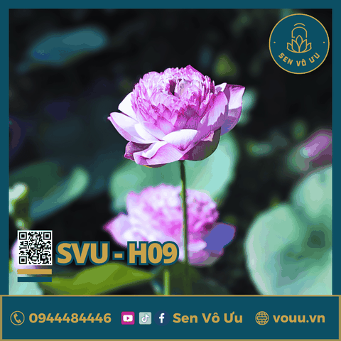 Giống sen Juwaba | Sen Vô Ưu