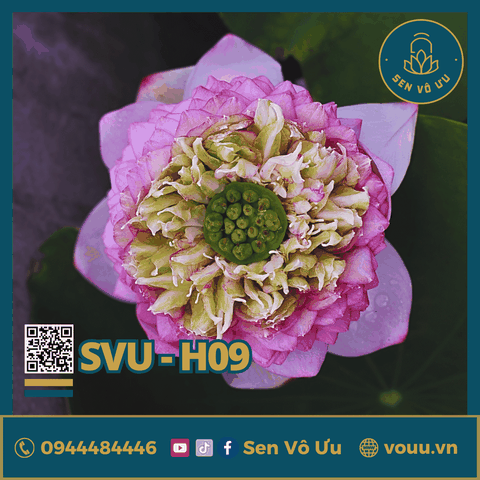 Giống sen Juwaba | Sen Vô Ưu