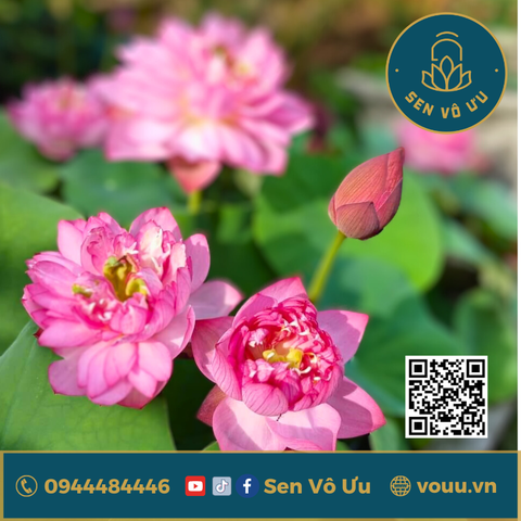 Củ giống sen Little Dragon siêu hoa | Sen Vô Ưu