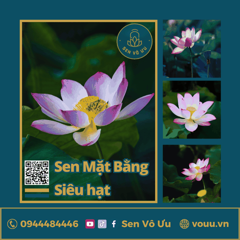 Giống sen Mặt Bằng Ba Vì siêu hạt | Sen Vô Ưu