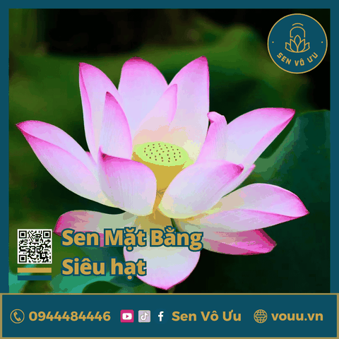 Giống sen Mặt Bằng Ba Vì siêu hạt | Sen Vô Ưu